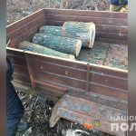 На Семенівщині незаконно вирубували дерева в лісосмузі