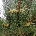 Почем новогодние елки в Полтаве