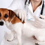 Коммунальщики Полтавы хотят заплатить за лечение, прививки и стерилизацию 700 кошек и 500 собак