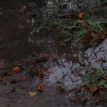 (Ua) Біля Полтавської медакадемії розлилася «річка» нечистот