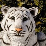 В Полтаве организуют встречи со святым, эльфами и тигром