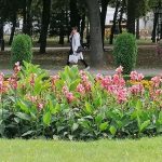 (Ua) У Полтаві висаджують кущі та дерева, квіти будуть за тиждень
