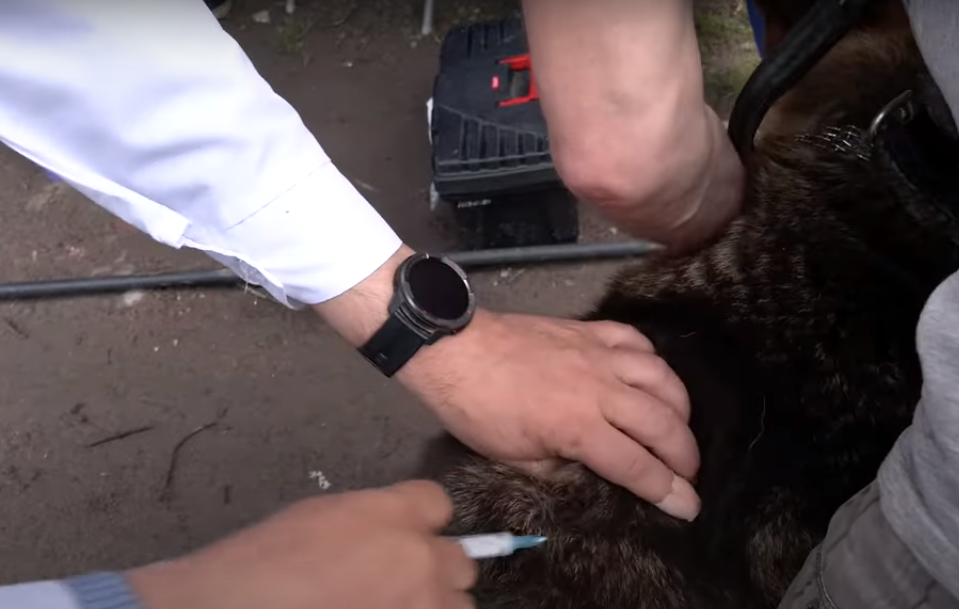(Ua) У Полтаві безоплатно вакцинують тварин від сказу
