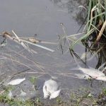 Річку на Полтавщині забруднили невідомою речовиною