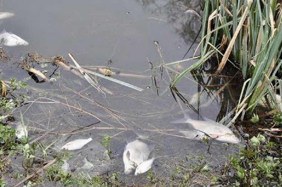 (Ua) Річку на Полтавщині забруднили невідомою речовиною