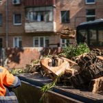 (Ua) За пів року в Полтаві видалили 1100 аварійних дерев