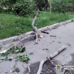 У Полтаві на 9-річного хлопчика впало дерево