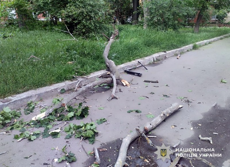 У Полтаві на 9-річного хлопчика впало дерево