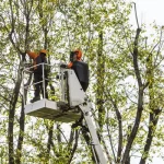 КП «Декоративні культури» оголосило відкриті торги на закупівлю виконання 140 послуг із видалення аварійних дерев у Полтаві