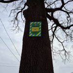 (Ua) У Полтаві оновлюють інформаційні таблички на шести дубах віком понад 100 років