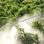 (Ua) У Полтаві шукають підрядника на акарицидну обробку зелених зон від іксодових кліщів