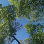 (Ua) У Полтаві видалять майже 200 аварійних дерев: КП «Декоративні культури» уклало договір з підрядником